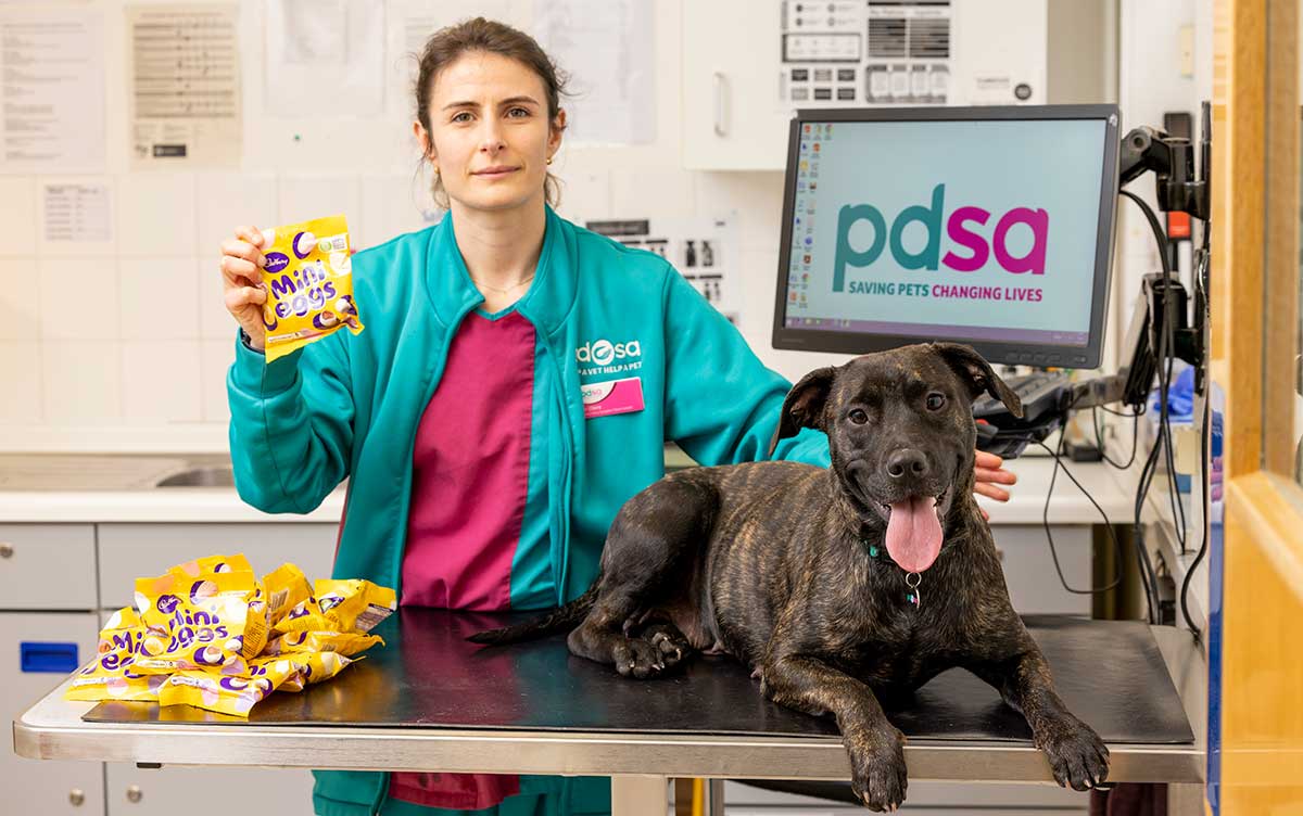 Choc shock as dog eats 1kg of mini eggs Companion Life