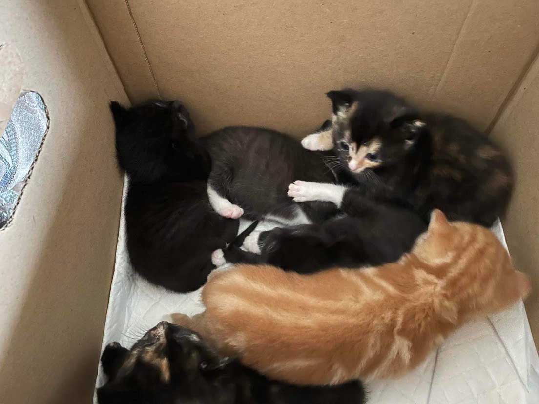 Six unwanted kittens handed in at Yorkshire vets in tapedup box