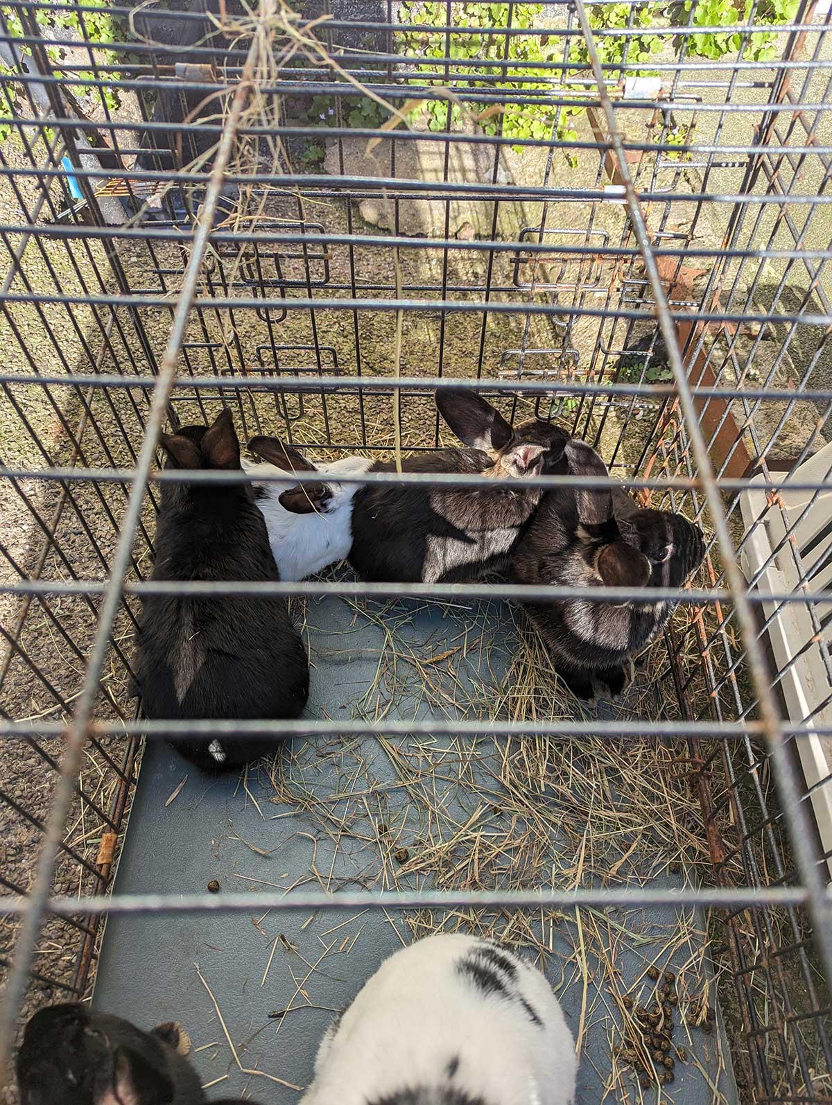 ‘Rabbit crisis’ RSPCA rescues seven bunnies dumped down alleyway