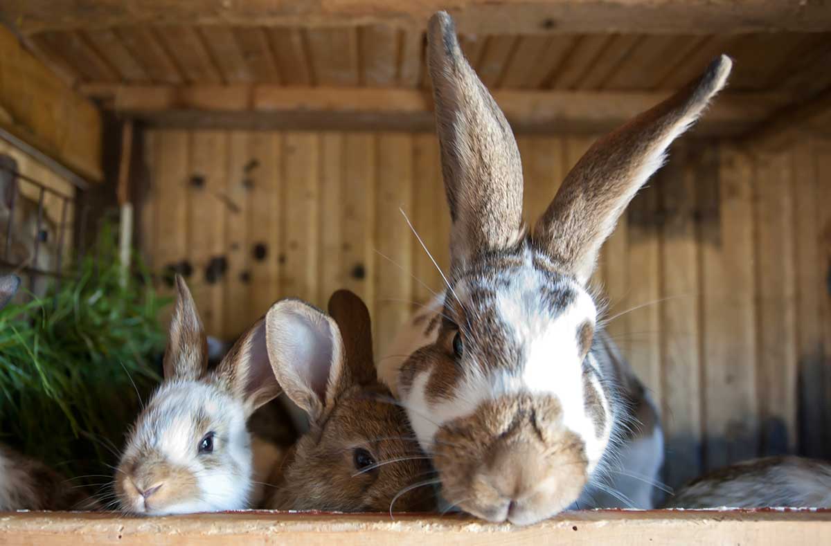 More than half the pet rabbit population now live inside owner's