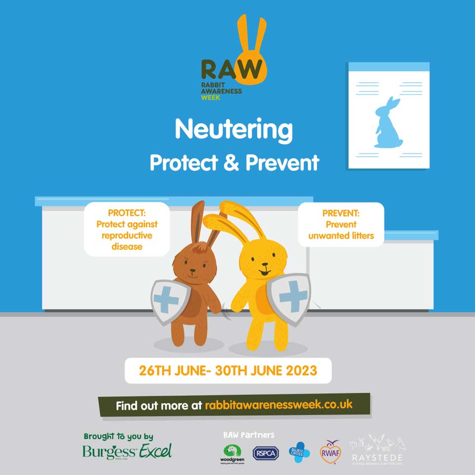 RSPCA in adoption plea after 199 rise in rabbits staying in care for over six months