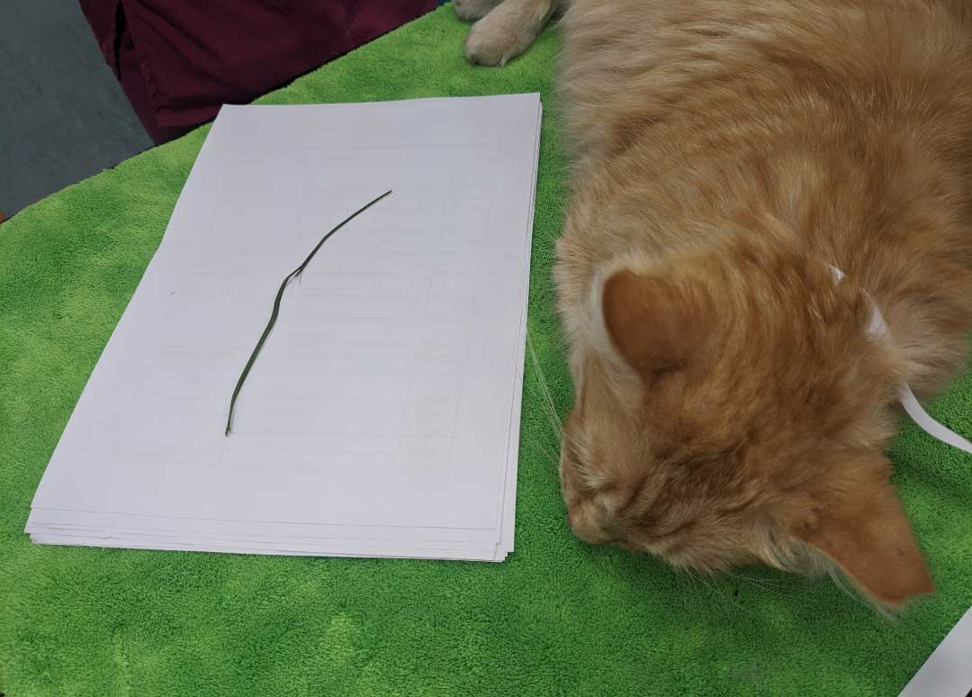 Cat found with 10cm blade of grass up nose Companion Life
