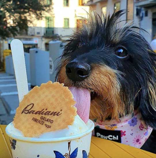 National Dog Day Luxury dog gelato from Badiani Companion Life