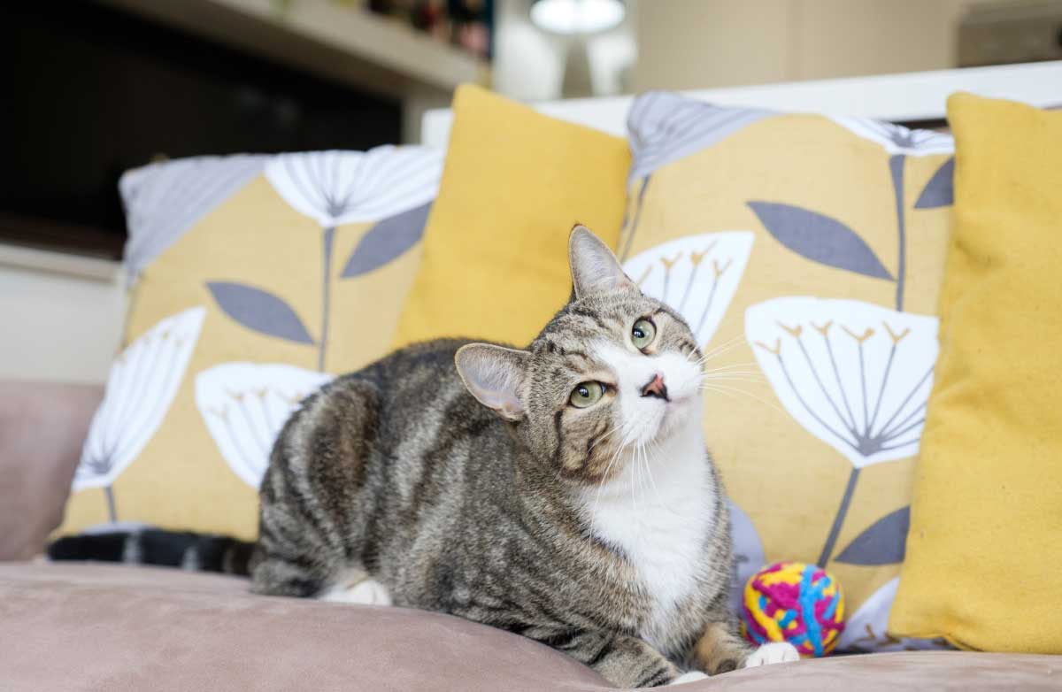 Should cats be kept indoors? Companion Life