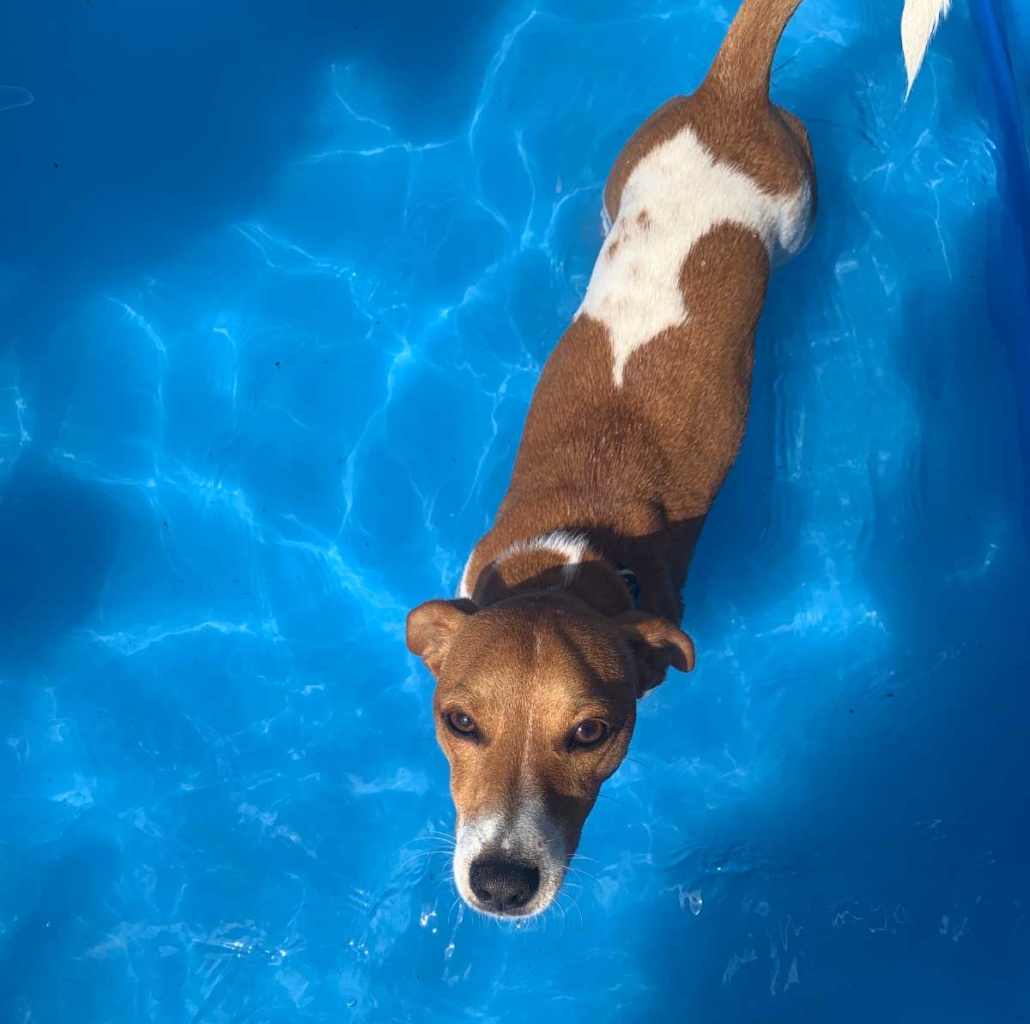 Surge in hot weather pet advice searches as RSPCA warns of ‘killer