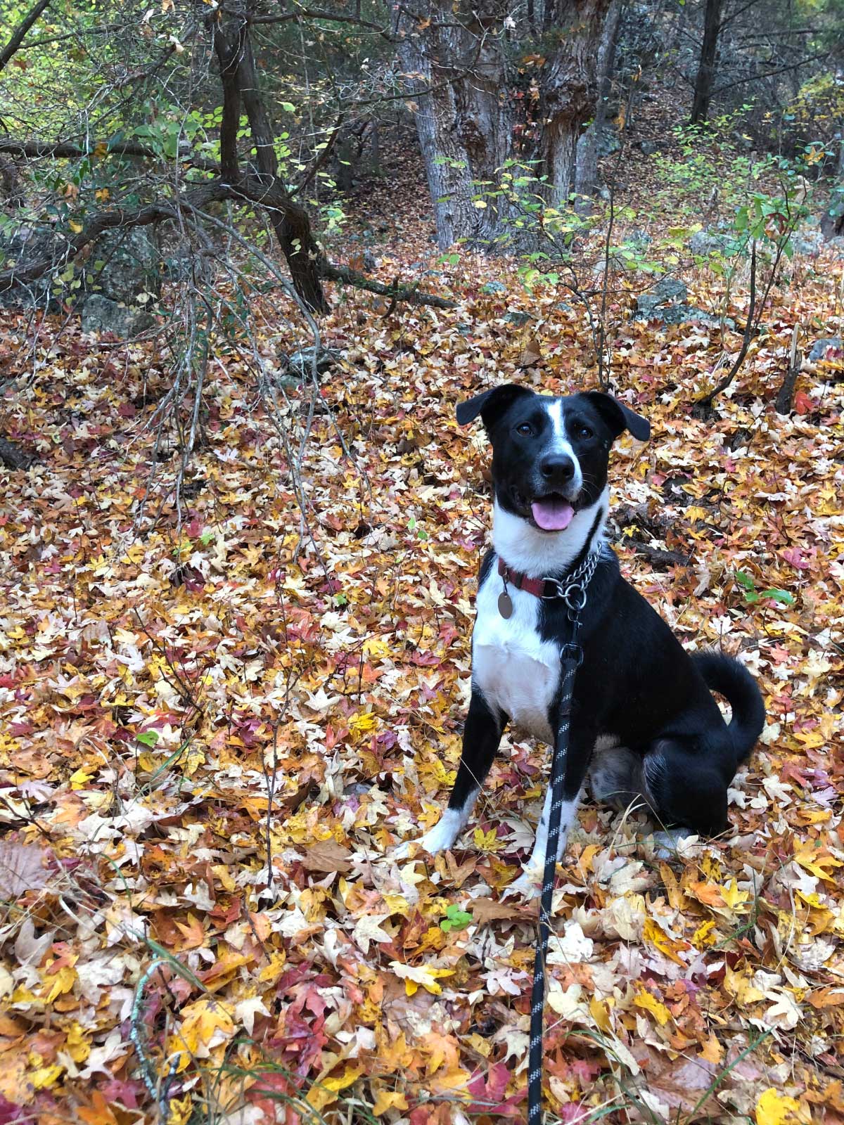 Acorn warning to dog owners after pets emergency dash to vets