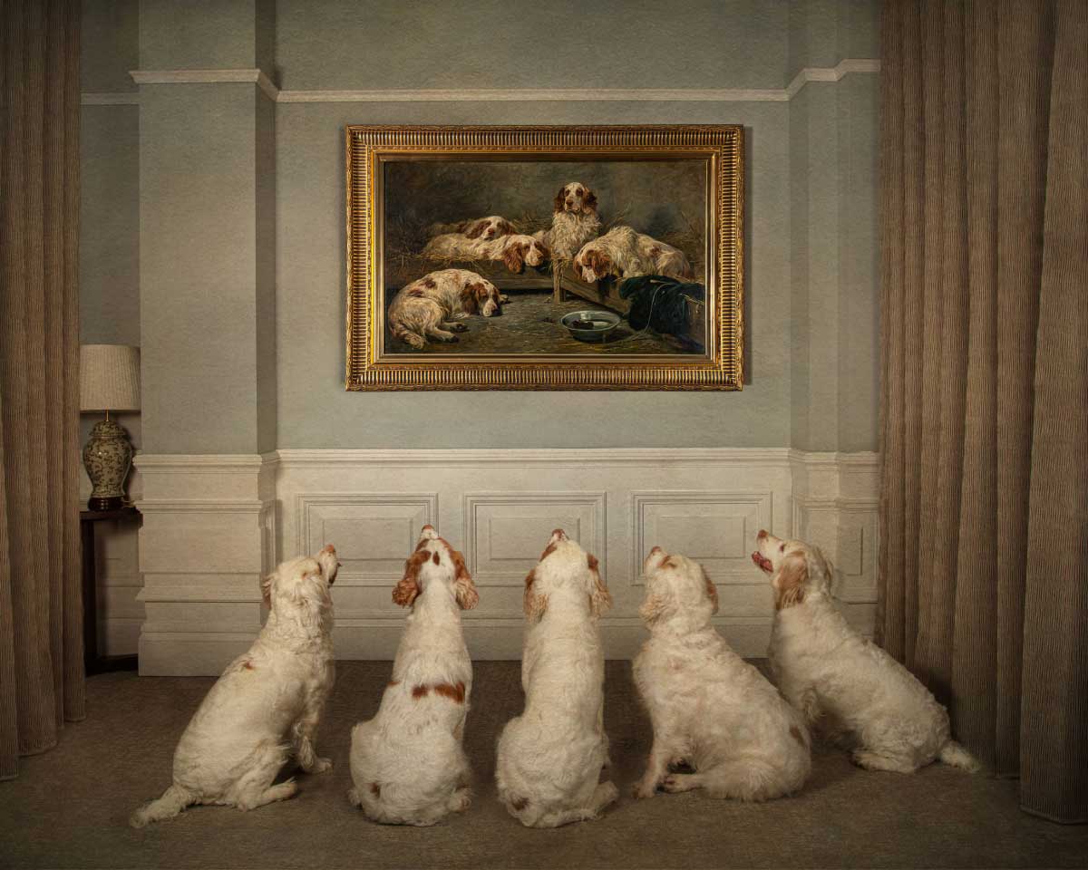 Spaniels star in new dog photography exhibition at The Kennel Club Art Gallery Companion Life