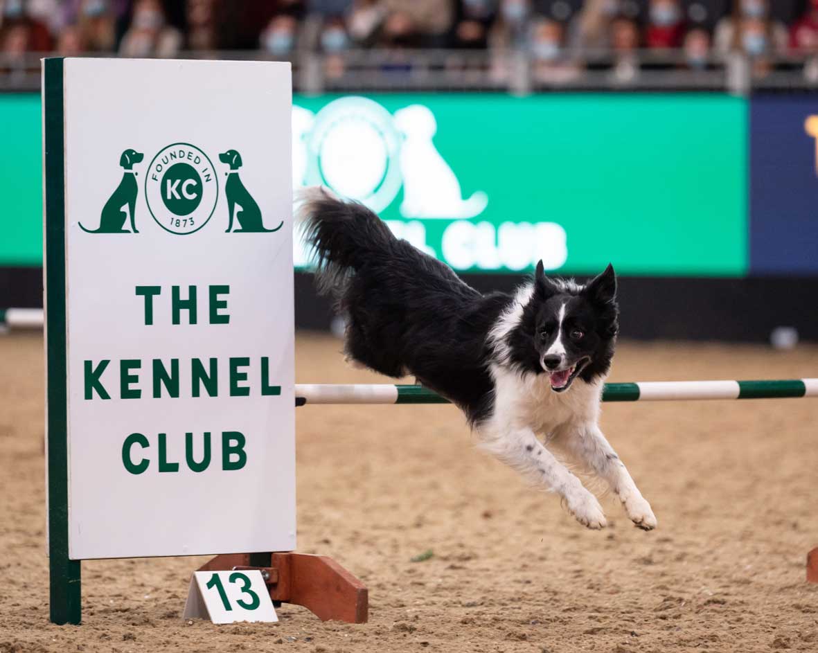 More dog agility than ever before at London event Companion Life
