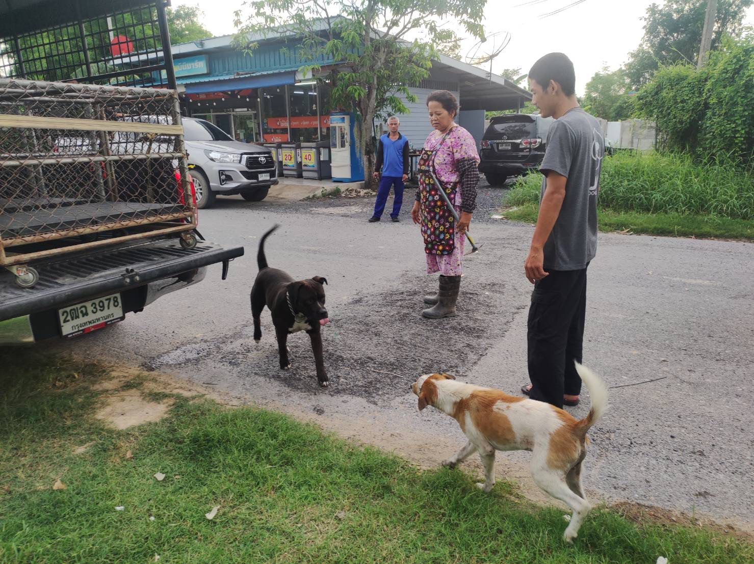 Battersea’s latest figures reveal 54 increase in young unwanted