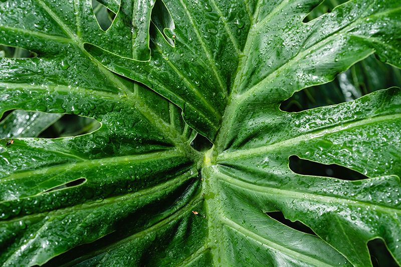 The five common houseplants could kill your cat or dog  how many are in  your home? - Companion Life
