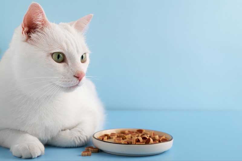 Happy gut, happy pet: How to support your pets’ digestive health