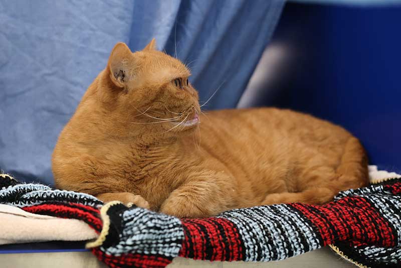 Brits say pets’ appearance important but ‘cute’ features come at a cost