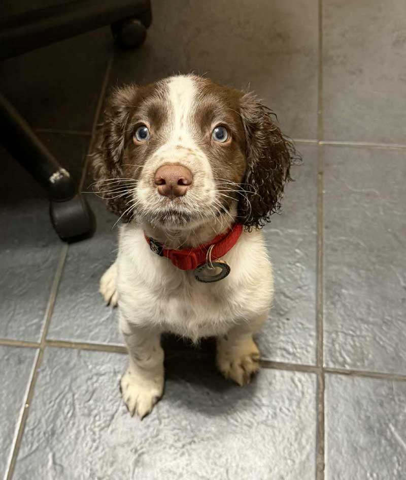 River makes history: the UK's most ambitious dog study just hit 10,000 puppies