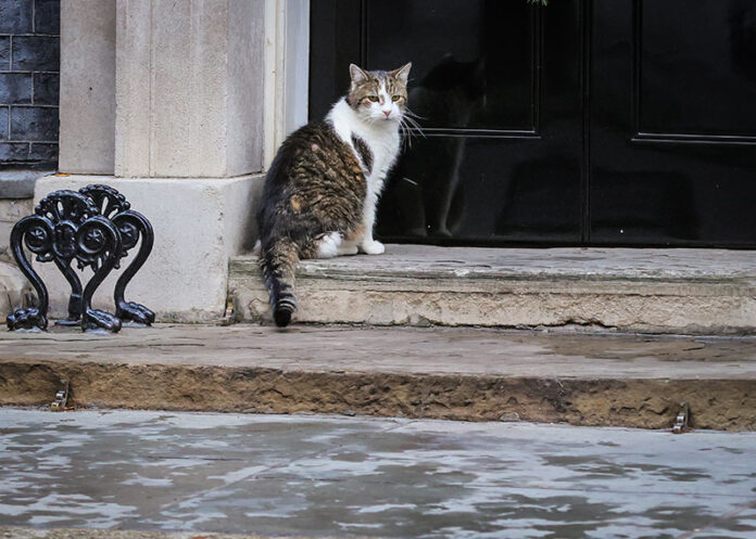 Could Larry The Cat Live With Axel The Dog Under A Burnham Premiership could-larry-the-cat-live-with-axel-the-dog-under-a-burnham-premiership