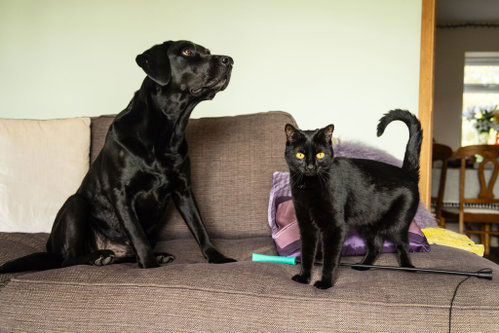 Kitten rescued after she was subjected to violent attacks is now in loving new home