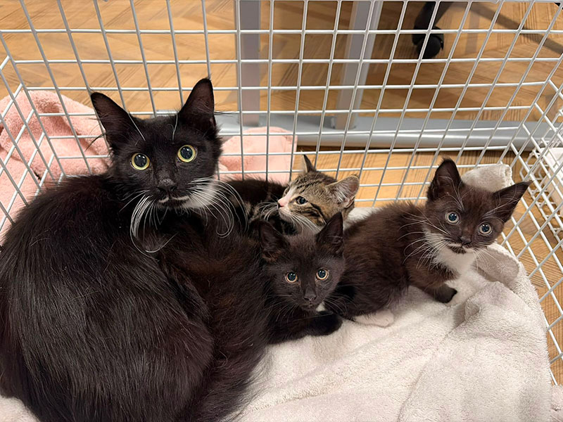 Kitten rescued with glass jar stuck round neck