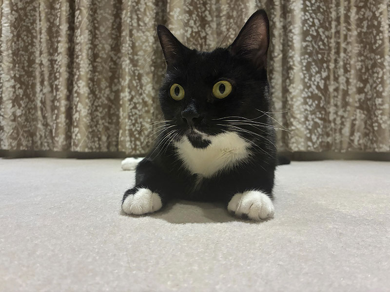 Two affectionate rescue cats looking for their purr-fect matches in Barnet