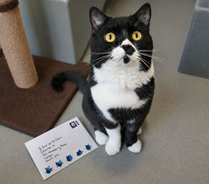 Battersea cats join Channel 4 naming debate in search for new homes